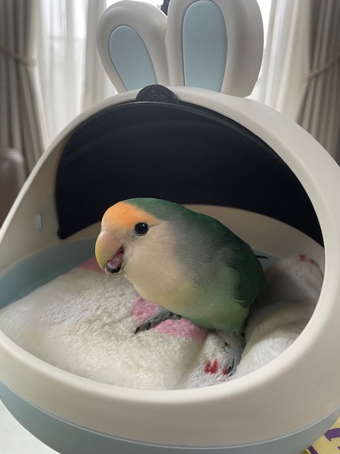 認定NPO法人TSUBASA -新施設クラファン達成しました！- tweet media