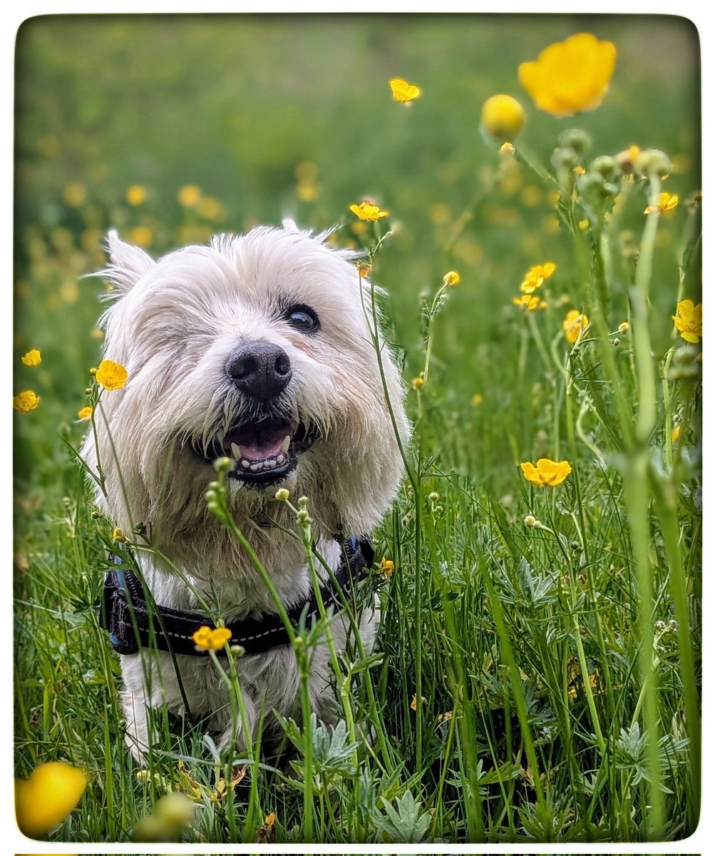 #Spring walks 
The song thrush sang 
Blackcap &amp; a wren 
Chiffchaff chiff-chaffing 
I get so much from our walks 
Freddie loves the interaction 
The closeness &amp; the love 
Freddie, a 9 year old rescue Westie 
Things that make me happy 💛
#Gentleness 🩵
#Ready4Freddie 💚🐶
