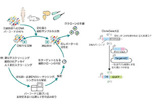 JST_info's tweet photo. 〈プレスリリース〉「遡る生物学」という新コンセプト
特定の運命を持つ細胞を取り出す技術～再生医療、細胞進化研究などへの幅広い応用に期待～
https://t.co/sqmA3XJpKp
複数の細胞が混ざる細胞集団から特定の運命を持つ細胞だけを単離するCloneSelect法を開発しました。
#JST #さきがけ #CREST https://t.co/deRYX1sLUt