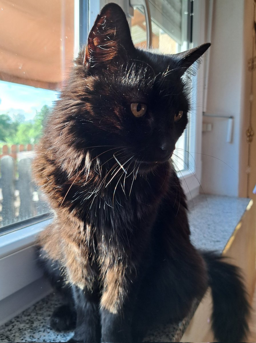 Liebes #twitterrudel 
Lasst Ihr unseren Maxi noch einmal durchs Rudel reisen? 
Heute nachmittag packt er sein Köfferchen und macht sich auf zum Regenbogen 🌈 
16 Jahre hat er uns begleitet, jetzt verlässt er uns 🖤
Keine Ahnung wie wir diesen Tag überstehen sollen😞