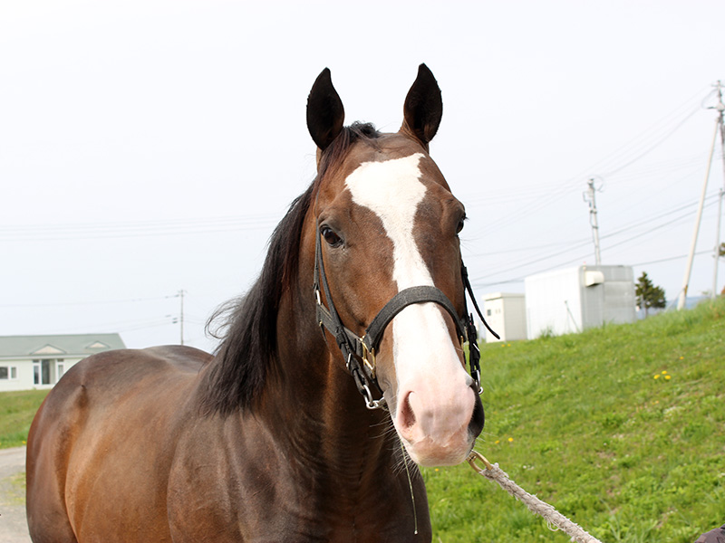 種雄馬登録情報
日本で唯一のゴドルフィンアラビアン系現役種雄馬となるカサマツノライトオが繁殖登録されました。
父：カルストンライトオ　　母：ピアッジーネ　　母の父：サクラバクシンオー
studbook.jp/ja/