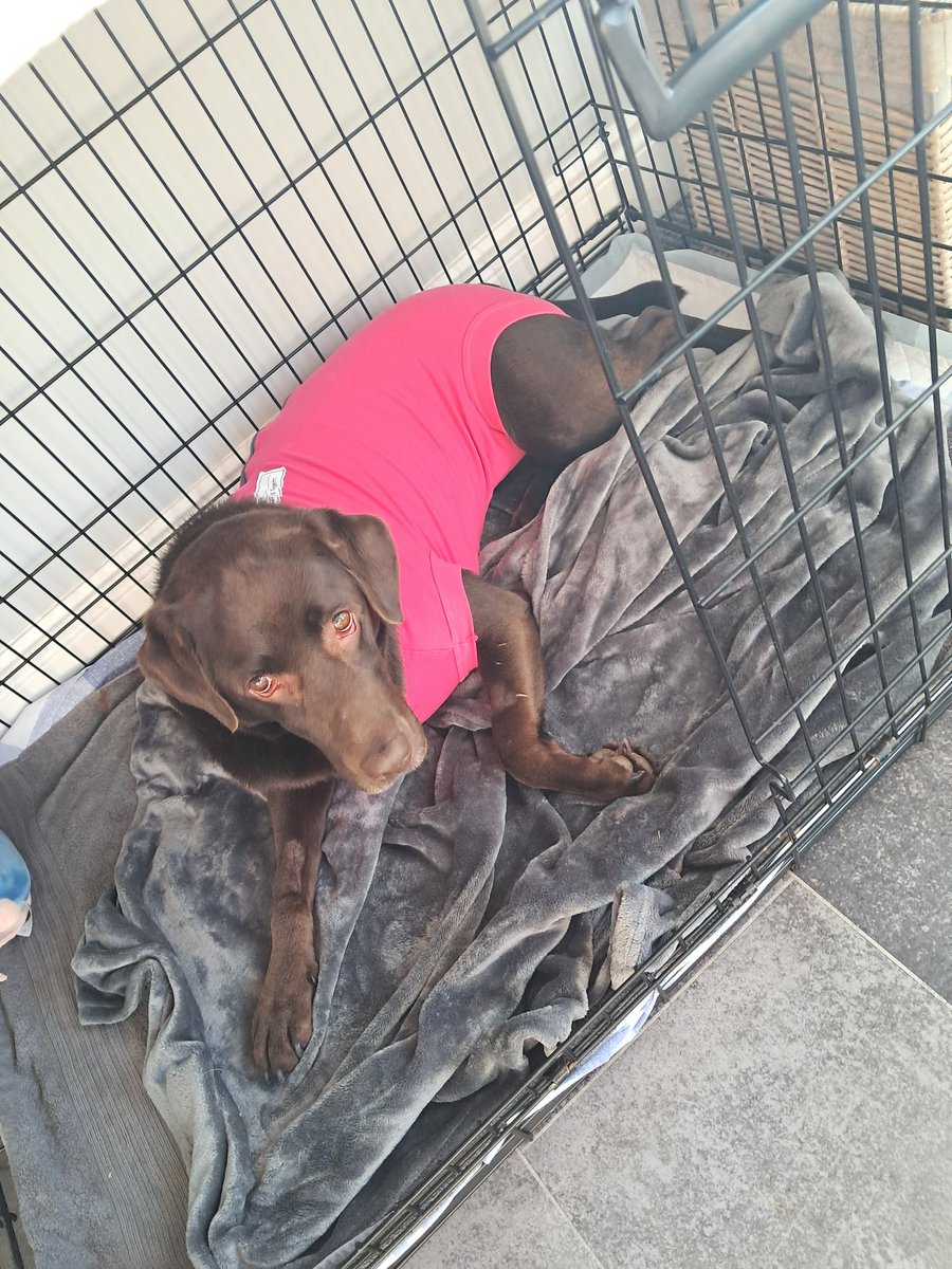 Ted_Choc_Lab's tweet image. Too cute 
Super suit