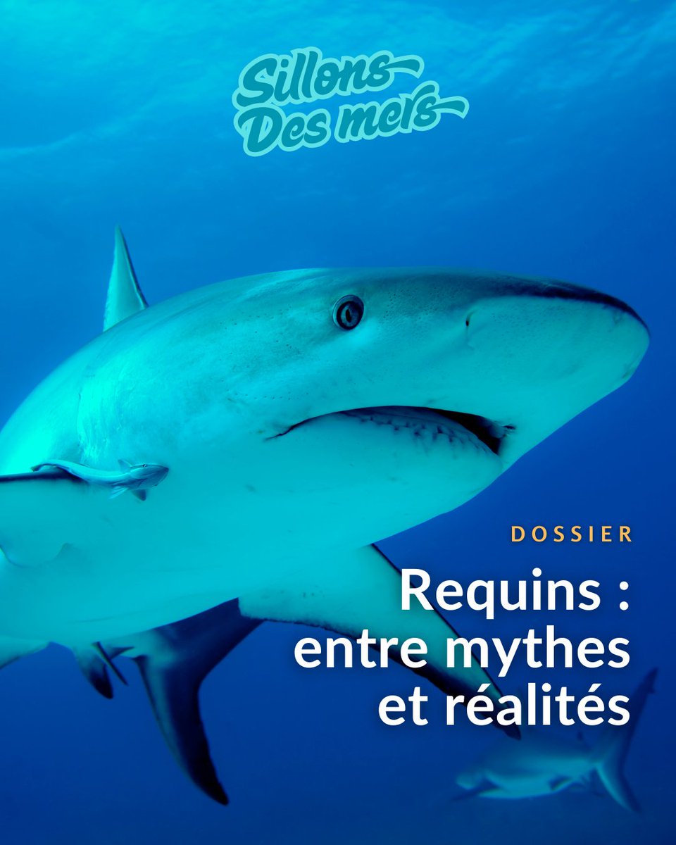 SillonsDesMers's tweet photo. Requins : entre mythes et réalités
#Dossier #BiodiversitéMarine #Requins #Océans
#Trhead 1/9 https://t.co/4jVoEcPCQc