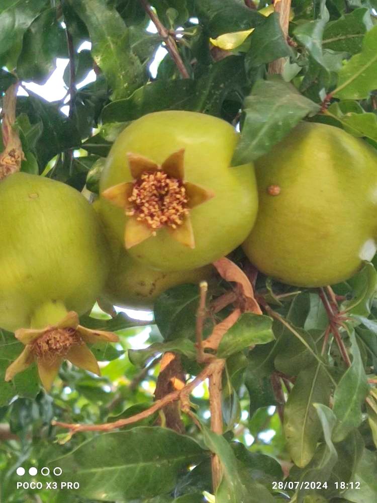 My mom once sent me a photo and said:
“This is you, your sisters, and your brother.”
I kept it for 2 years.
Too much love to draw.
Now I finally painted it — on clay.
It’s going into the kiln.
Let’s see if it holds what I feel.#Pottery
#FamilyMemory
#CeramicArt
#PersianCraft
#art