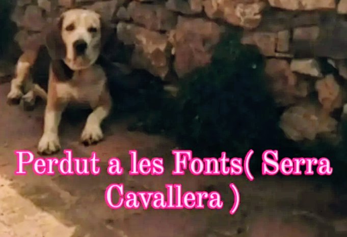 areagossosbdn's tweet photo. 🆘🆘¡¡ATENCIÓN!!🆘🆘
Perro desaparecido en Les Fonts, Serra Cavallera
#Camprodon
#SantPaudeSeguries
#Ogassa
#Girona
Su familia esta muy preocupada.
Contacto guardia municipal
📞629 38 66 37
Máxima difusión
📣📣📣
#xarxagironaperduts
#FemXarxa https://t.co/QVCQJ5x1GX