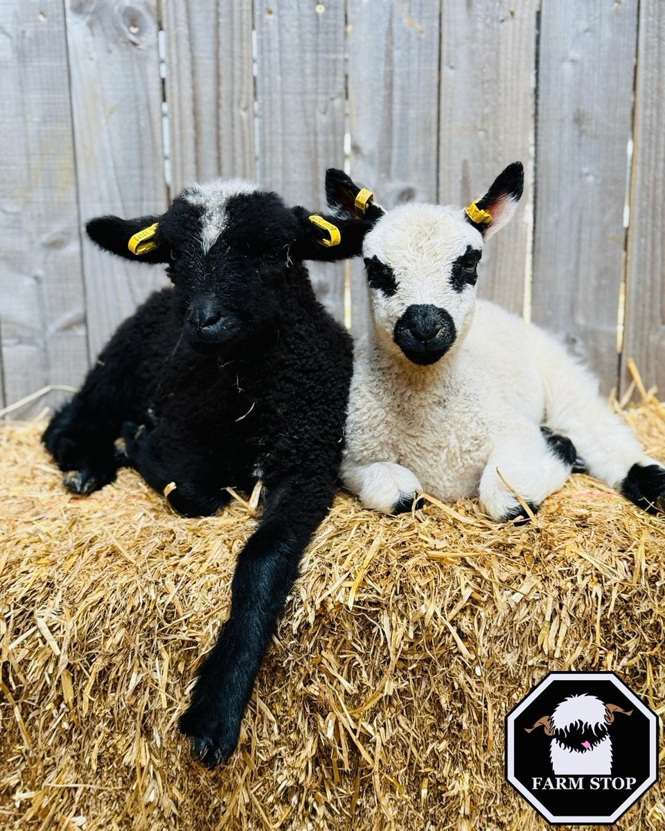 🎉🥰 HAPPY FRI-YAY! 🥰🎉

Hope you all have a BAA-rilliant day 🐑 

❤️ BOOK NOW while the lambs are still little enough to cuddle on your knee! Don’t miss out—visit: farmstop.co.uk ❤️

#FarmVisit #VisitScotland #Aberdeenshire #FamilyFarm #ThingsToDoAberdeen #LambCuddles