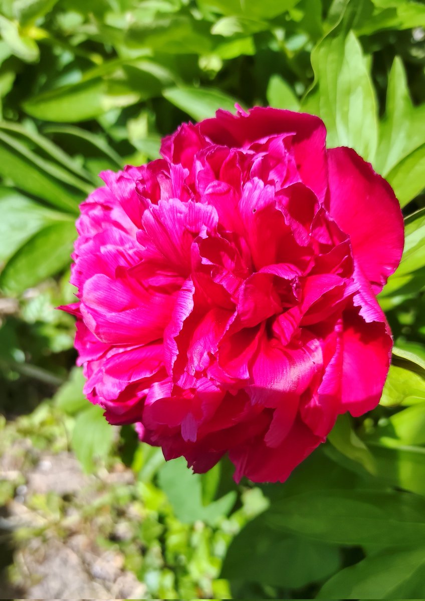 TraceyWearn's tweet photo. Everyone loves a peony 😉 this was my late mum's I grew it on in my garden.
#peony
#FlowersOnX 
#lovetakingphotos https://t.co/fyCJZRdaho