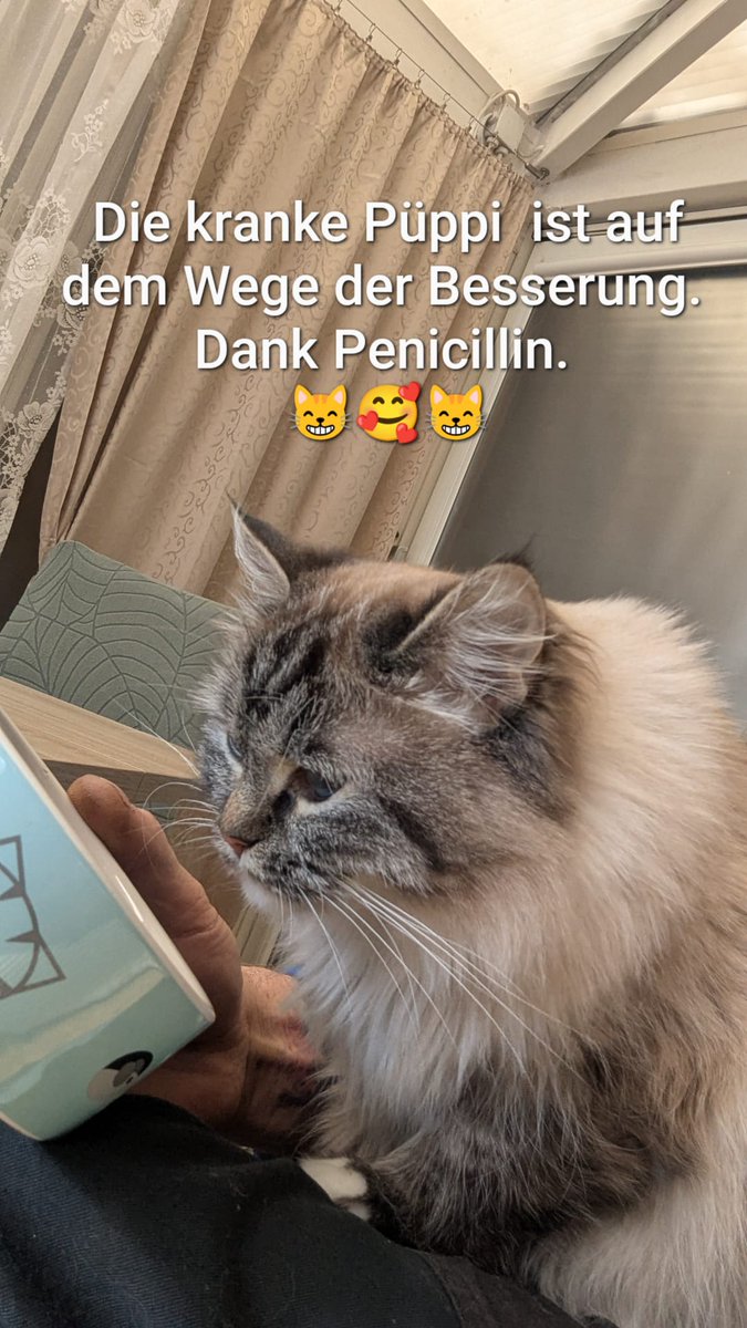 Moinsen. Nach 48 Stunden frisst sie endlich wieder. Nun wird der Freitag wieder schön. Habt einen tollen Tag. 👍👍👍👍😸😘