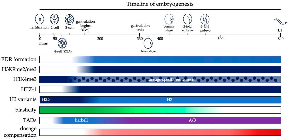 DNA MDPI (@dna_mdpi) on Twitter photo 🥳Eshna Jash and Györgyi Csankovszki reported the #chromatin #organization during C. elegans early development.
🤗Full paper: mdpi.com/2673-8856/4/1/4
🌟More details of DNA: mdpi.com/journal/dna
<a href="/Nyeshna/">Eshna Jash</a> <a href="/MDPIOpenAccess/">MDPI</a> <a href="/MDPIBiologySubj/">MDPI Biology</a> 🥳Eshna Jash and Györgyi Csankovszki reported the #chromatin #organization during C. elegans early development.
🤗Full paper: mdpi.com/2673-8856/4/1/4
🌟More details of DNA: mdpi.com/journal/dna
<a href="/Nyeshna/">Eshna Jash</a> <a href="/MDPIOpenAccess/">MDPI</a> <a href="/MDPIBiologySubj/">MDPI Biology</a>