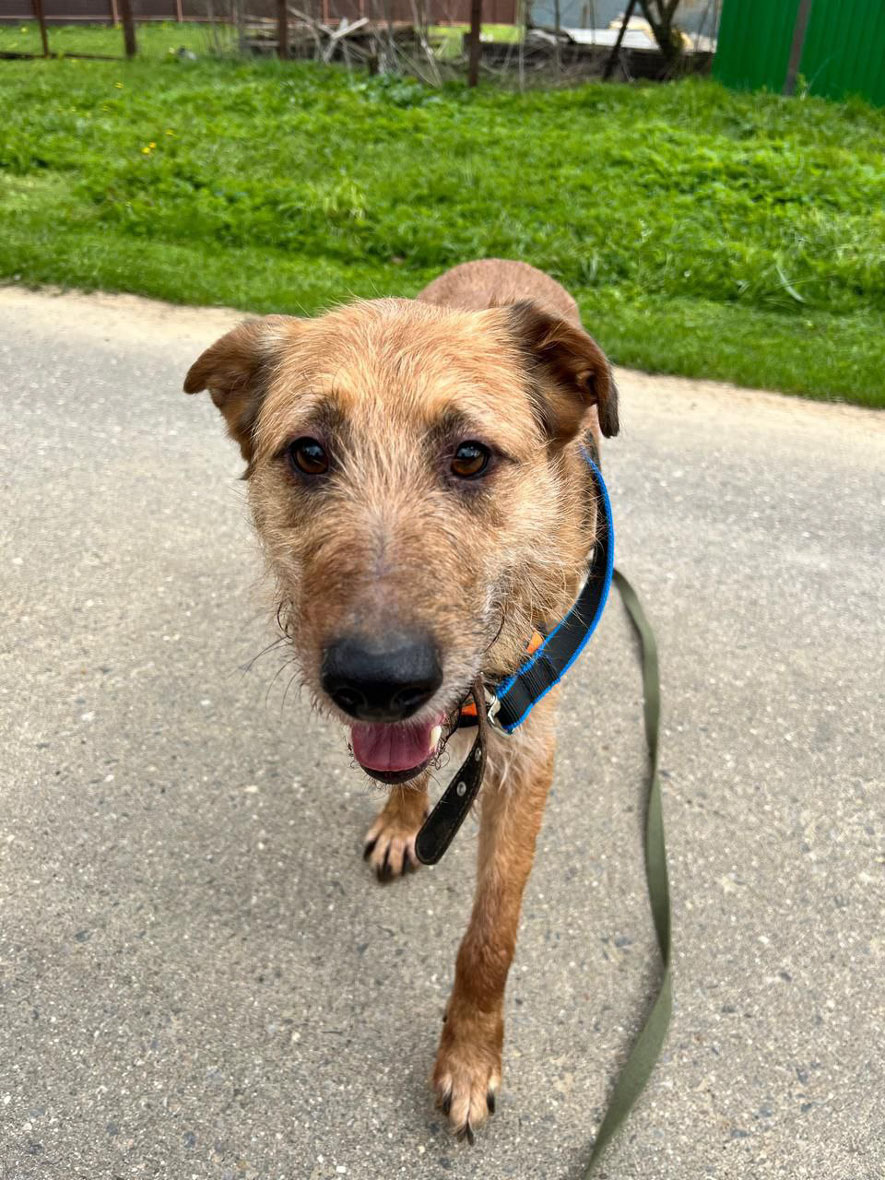 #Москва и МО
Добрый и очаровательный Гриня ищет дом. ❤
Гриню кто-то однажды выкинул в незнакомом месте на произвол судьбы, как ненужную вещь... 💔☹ А ведь он живой, ласковый, добрый и так тянется к людям! ☀