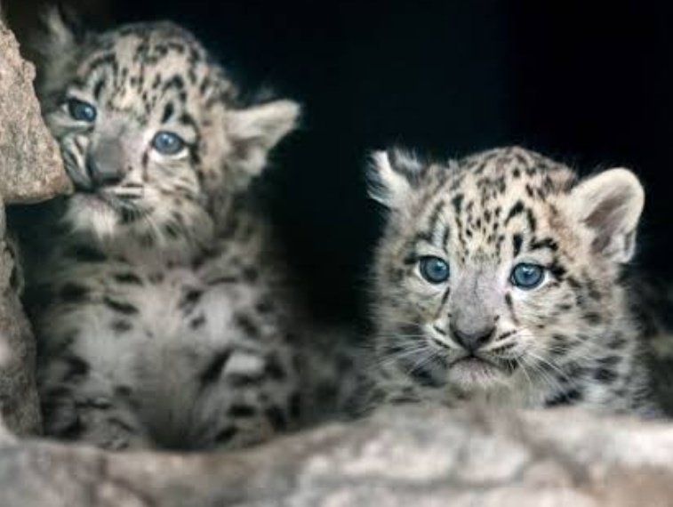 🚨 Two Rare and Vulnerable Snow Leopard Cubs Born at Darjeeling Zoo. 🇮🇳💪🏼