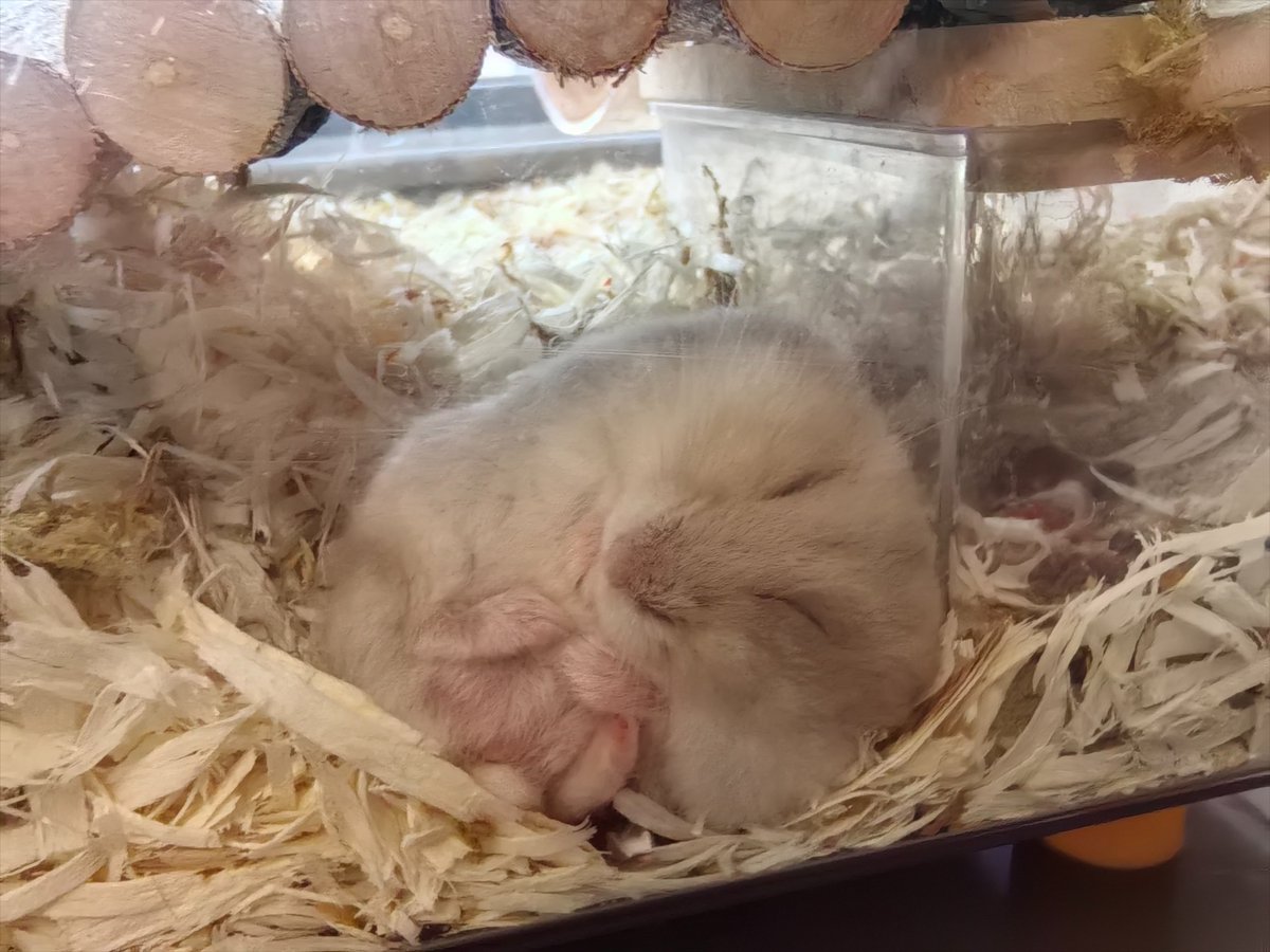 CrayonIN_wolf's tweet image. 恶俗球状生物