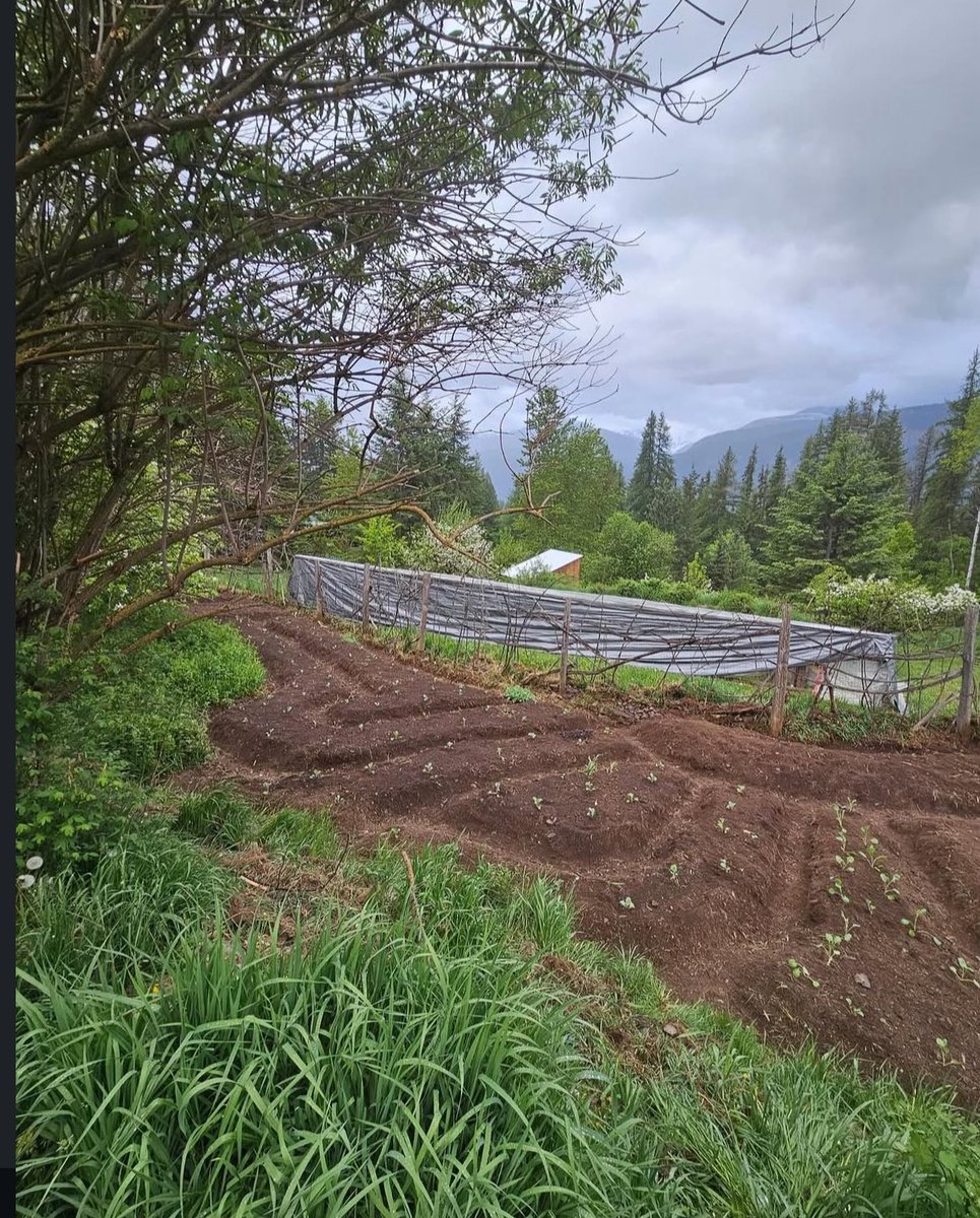CosmicCowb0y's tweet photo. REAL GARDENS AREN’T CONSTRAINED TO A BOX.

REAL GARDENS MIMMICK NATURE.

REAL FOOD SECURITY CAN’T BE BOXED IN. 

#DEMPURE https://t.co/w3g7gaYV2x