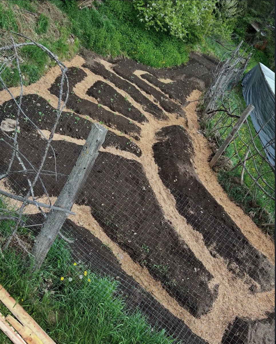 CosmicCowb0y's tweet photo. REAL GARDENS AREN’T CONSTRAINED TO A BOX.

REAL GARDENS MIMMICK NATURE.

REAL FOOD SECURITY CAN’T BE BOXED IN. 

#DEMPURE https://t.co/w3g7gaYV2x