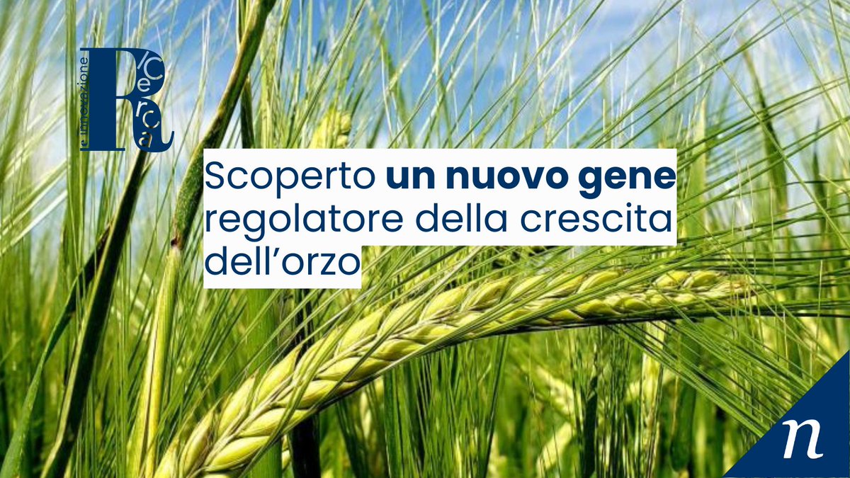 🌾Un nuovo studio internazionale ha dimostrato che mutazioni nel gene Cul4 portano a cambiamenti significativi nello sviluppo della pianta di #orzo. La ricerca è stata condotta dall'Università degli Studi di Milano e dall’Università di Shiraz.
👉shorturl.at/zoZr9