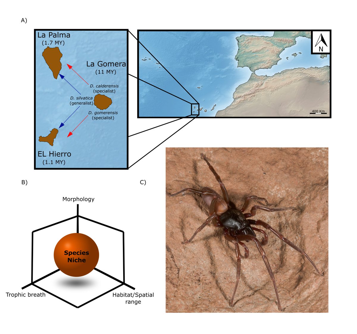 Adrià Bellvert tweet media