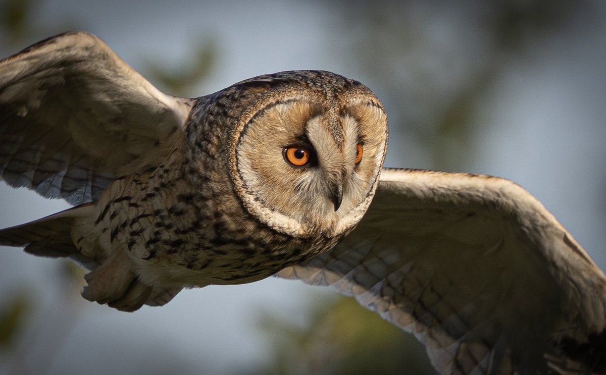 Anthony Skordis (@antskordis) on Twitter photo What a treat when you stay patiently hidden in one spot for a couple of hours and this beautiful long eared owl flies right past you unnoticed while on the hunt. 😍 <a href="/DurhamBirdClub/">Durham Bird Club</a> <a href="/Natures_Voice/">RSPB</a> <a href="/WildlifeMag/">BBC Wildlife</a> <a href="/BBCSpringwatch/">BBC Springwatch</a> <a href="/CanonUKandIE/">Canon UK and Ireland</a> #longearedowl What a treat when you stay patiently hidden in one spot for a couple of hours and this beautiful long eared owl flies right past you unnoticed while on the hunt. 😍 <a href="/DurhamBirdClub/">Durham Bird Club</a> <a href="/Natures_Voice/">RSPB</a> <a href="/WildlifeMag/">BBC Wildlife</a> <a href="/BBCSpringwatch/">BBC Springwatch</a> <a href="/CanonUKandIE/">Canon UK and Ireland</a> #longearedowl