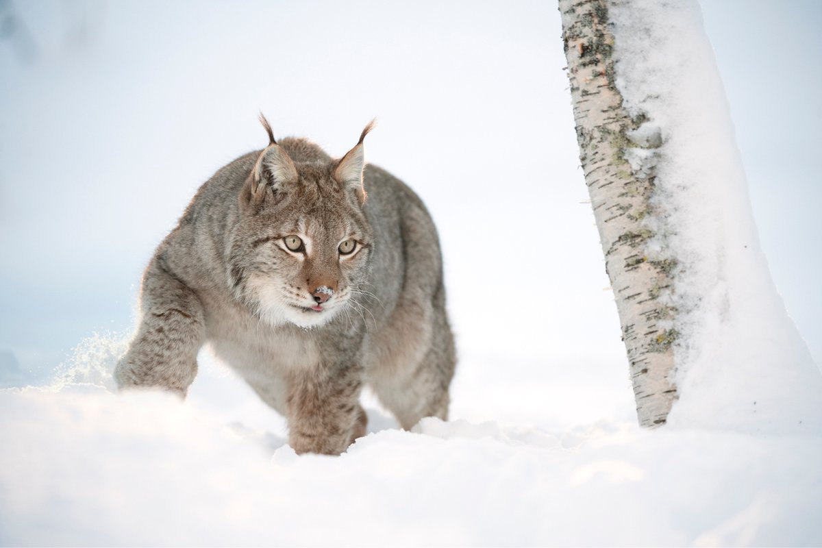 Lynx to Scotland: A new 100-page report provides the most detailed analysis yet of what a #LynxReintroduction project in Scotland would need to do to ensure #lynx and people could coexist. 🐆

It outlines conclusions and recommendations from Scotland’s National Lynx Discussion -