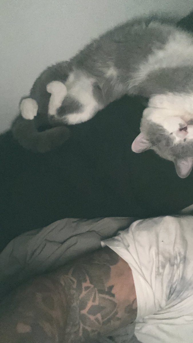 Albertonew tweet media