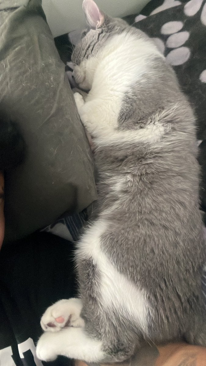 Albertonew tweet media