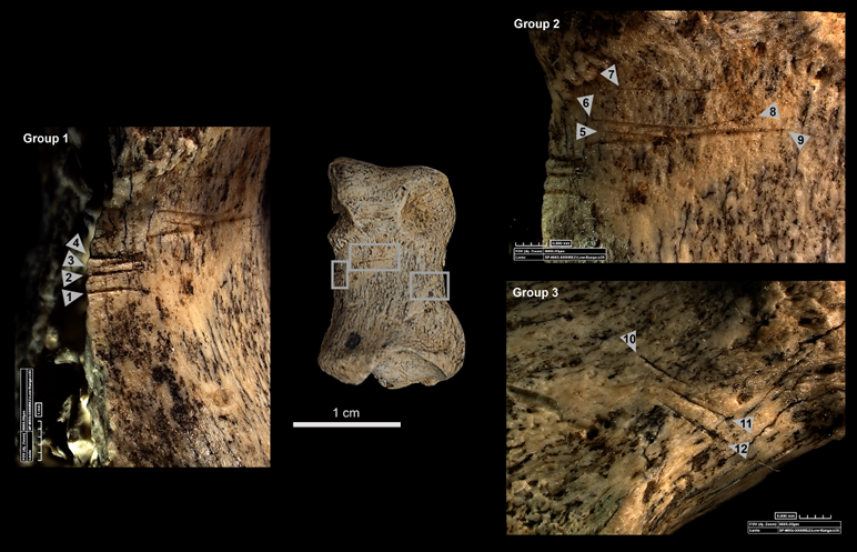 PALEVOPRIM tweet media