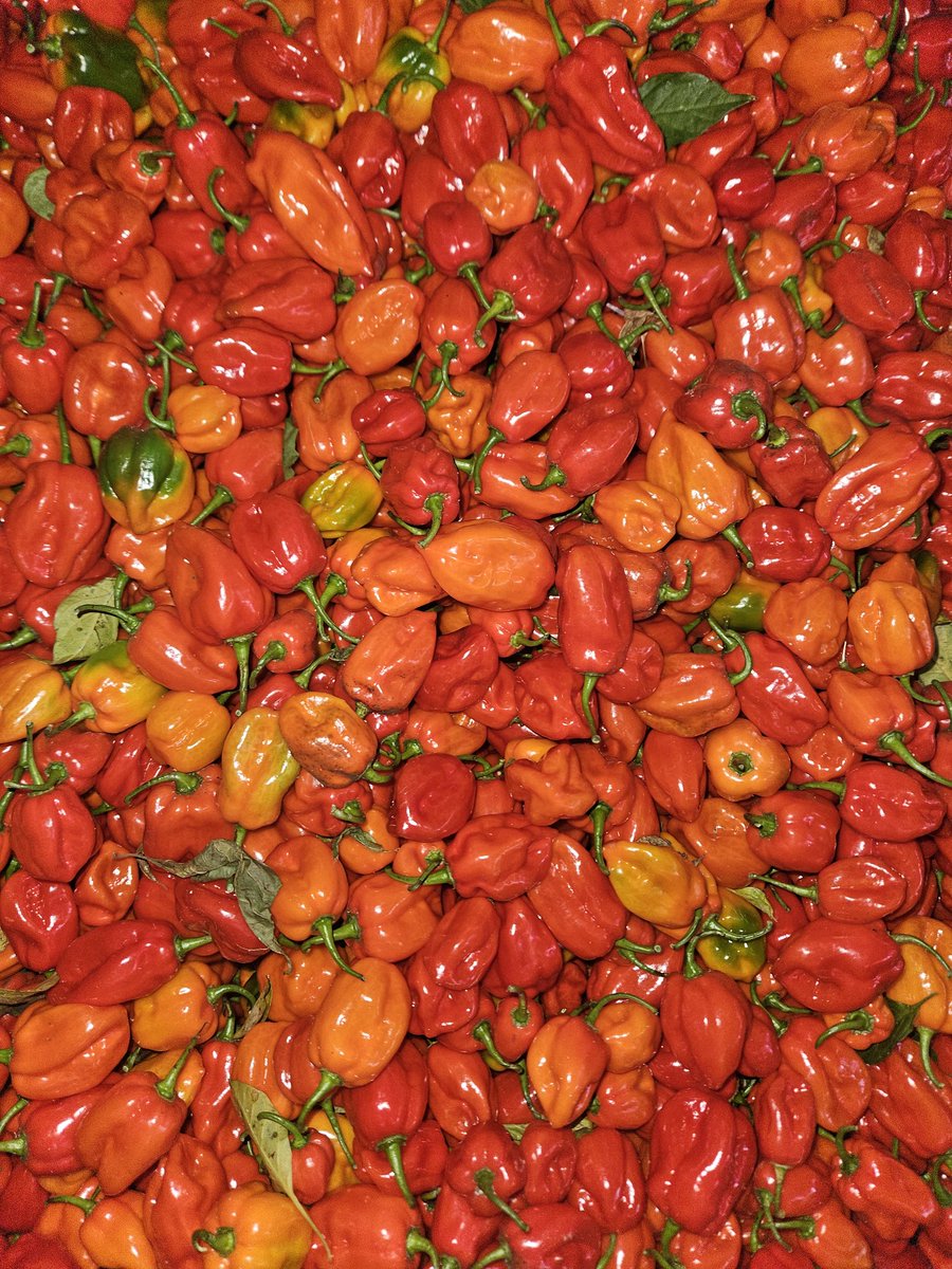 Harvesting tomatoes 🍅 and habanero 🌶 in the greenhouses at <a href="/NdegoFarm/">Ndego Farm Ventures</a> in Rwanda 🇷🇼. #RwoT #greenhousefarming #tomatoes #habanero #Rwanda