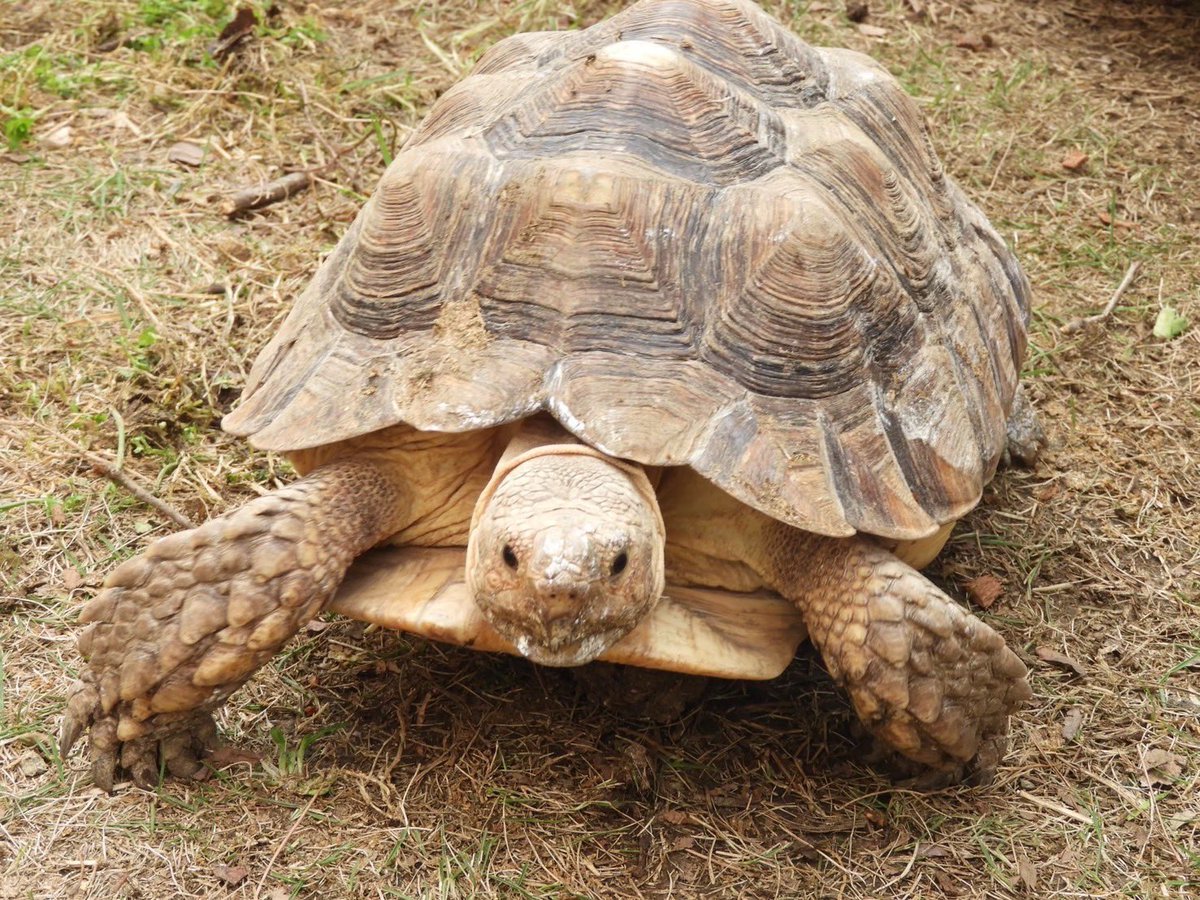 世界のカメ分布チェックリスト　貴重 世界カメの日 - 悪魔と天使と快楽主義者