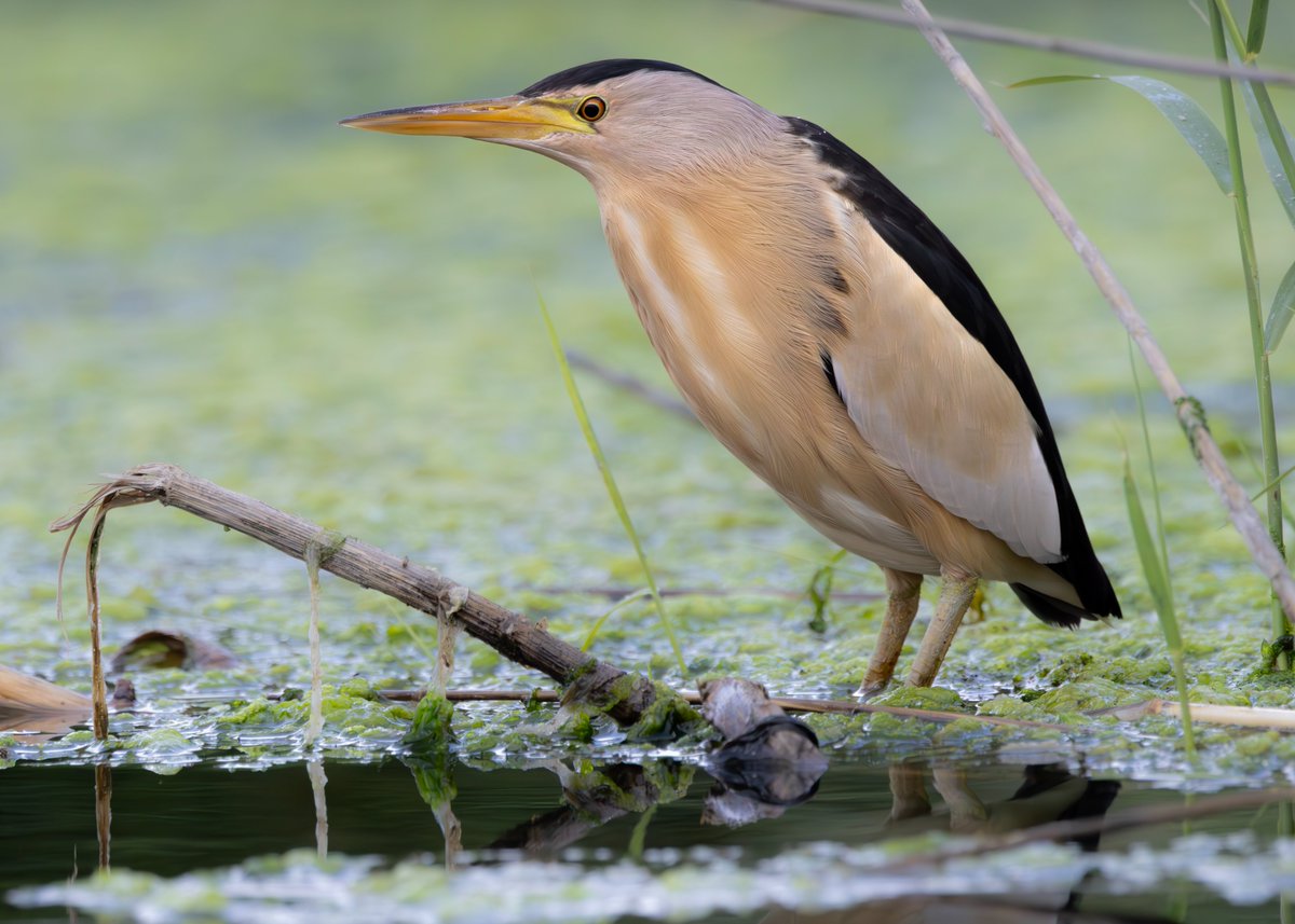 _TCartz's tweet image. They may have been a regular species to most river systems during our trip to Lesvos, but we always stopped to appreciate a Little Bittern.
This male in particular showed very well feeding by the lower ford along the Tsiknias River.
macaulaylibrary.org/asset/636093648