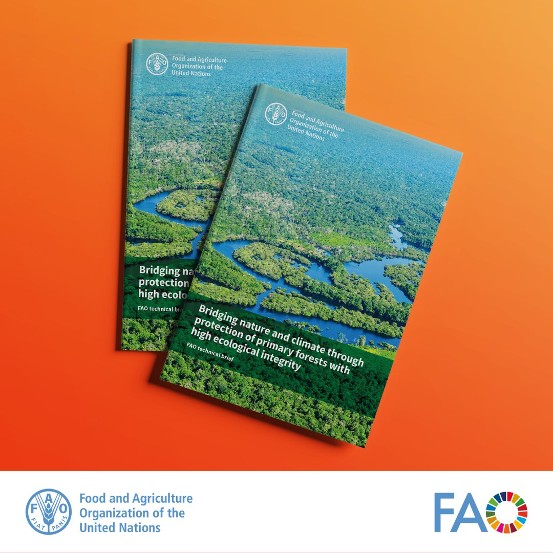 FAO Forestry (@faoforestry) on Twitter photo ๐ Read a <a href="/FAO/">Food and Agriculture Organization</a> technical brief that underscores the critical role of primary forests in #ClimateAction and #biodiversity conservation. ๐๐ฟ
๐Bridging nature and climate through protection of primary forests with high ecological integrity:
doi.org/10.4060/cd1733โฆ ๐ Read a <a href="/FAO/">Food and Agriculture Organization</a> technical brief that underscores the critical role of primary forests in #ClimateAction and #biodiversity conservation. ๐๐ฟ
๐Bridging nature and climate through protection of primary forests with high ecological integrity:
doi.org/10.4060/cd1733โฆ