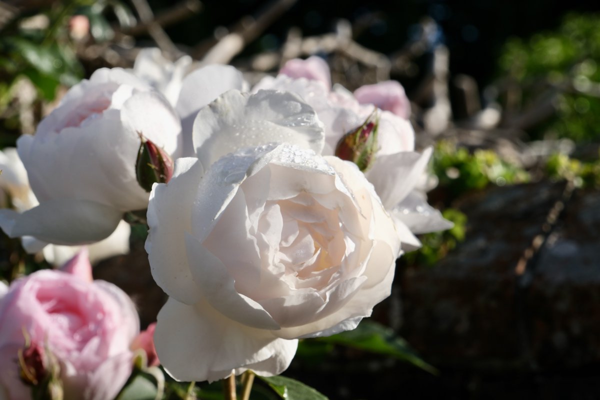 Jim AC Everett 🇬🇧🏳️🌈 tweet media