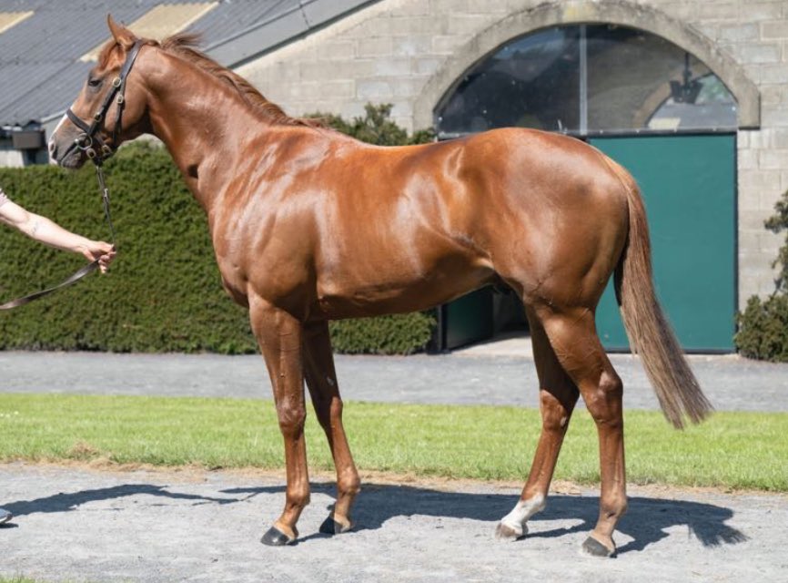 Tally-Ho Stud (@hostud) on Twitter photo ✨ FIRST LEGION✨
✨ MAXIMIZED✨
✨ GOLD DIGGER✨
All 2yo debut winners sold by us <a href="/BrzUps/">Breeze Up Sales</a> this year - and all on their way to Ascot!
Another lovely draft selling today <a href="/Tattersalls_ie/">Tattersalls Ireland</a> - showing Yard C ✨ FIRST LEGION✨
✨ MAXIMIZED✨
✨ GOLD DIGGER✨
All 2yo debut winners sold by us <a href="/BrzUps/">Breeze Up Sales</a> this year - and all on their way to Ascot!
Another lovely draft selling today <a href="/Tattersalls_ie/">Tattersalls Ireland</a> - showing Yard C