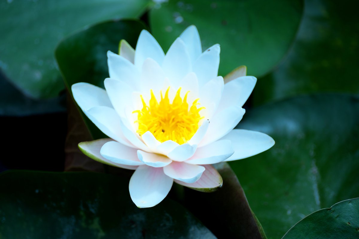 papawolf881's tweet image. いい写真を撮るために土に膝ついたりなんだったらプローンしたり興が乗ってきました
#a7iii