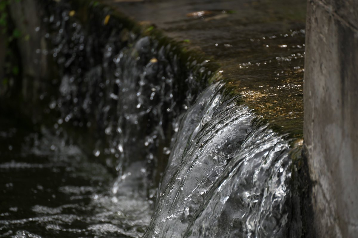 papawolf881's tweet image. いい写真を撮るために土に膝ついたりなんだったらプローンしたり興が乗ってきました
#a7iii