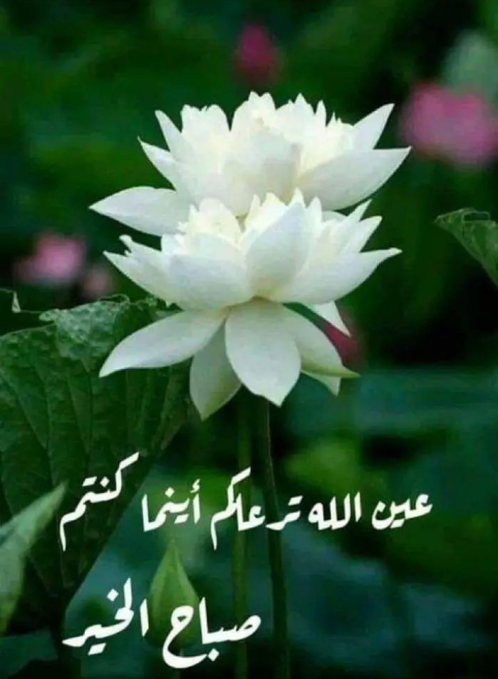 محمد ديب يعقوب tweet media