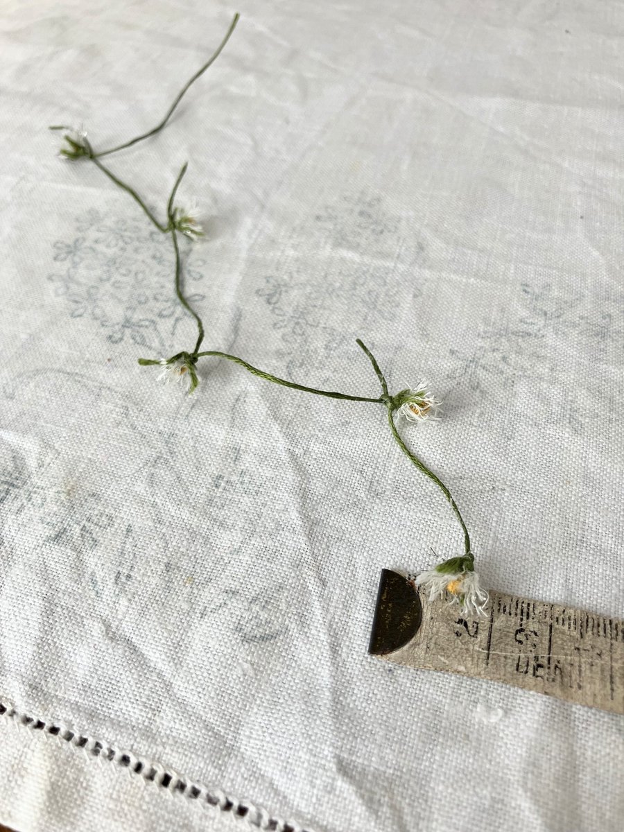 Studio news AND a Friday Flower Fact all in one!

#ruthproud has been taking inspiration from all the emerging wildflowers. Here is her new daisy chain, and would you believe this is made entirely from thread and stitch....