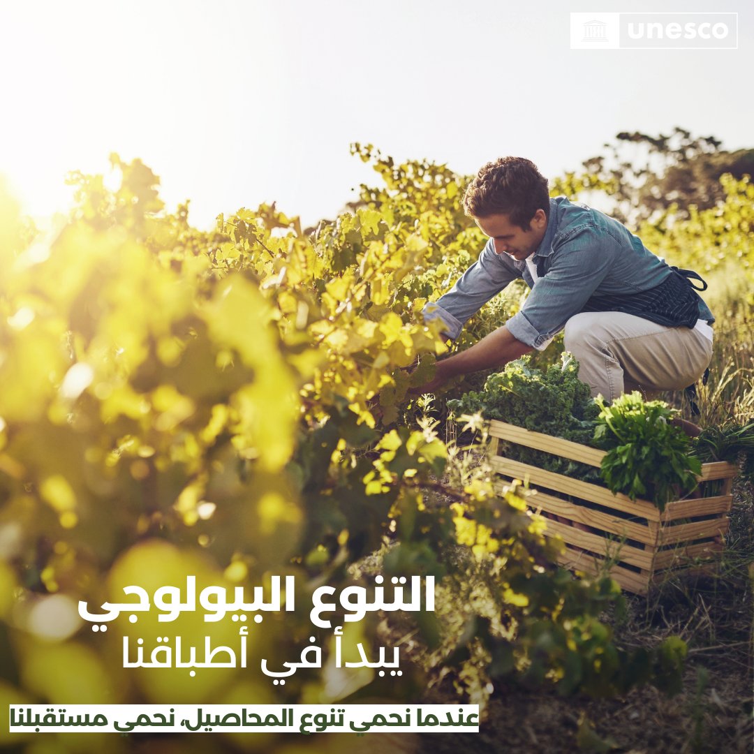 🌾 يتدهور التنوع البيولوجي الزراعي وتتدهور معه أسس منظوماتنا الغذائية.
علينا التحرك الآن من أجل حماية التنوع الذي يغذي العالم.
unesco.org/ar/biodiversity