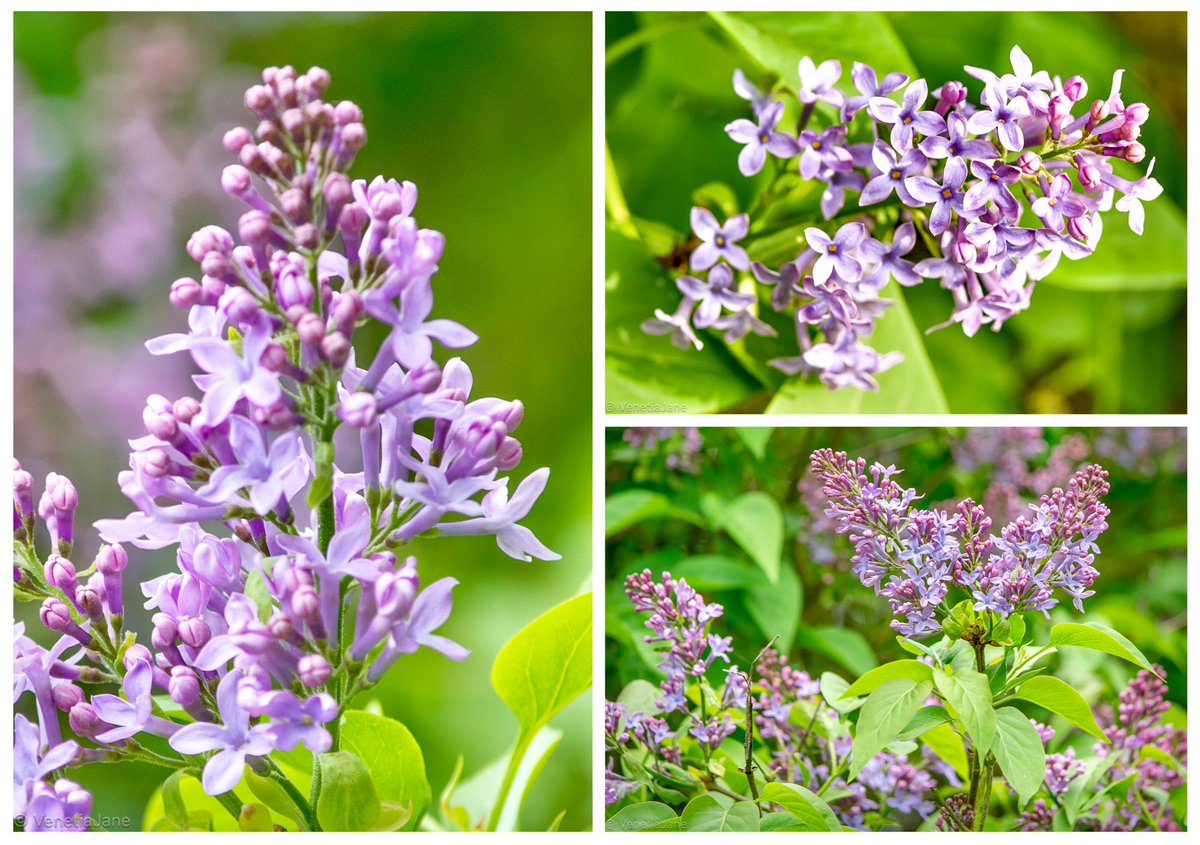 A tale is told of a Lilac tree that grew weary of life and ceased to bloom. A child, who loved its spring blossoms, saw its sorrow and tended it with care. Touched by such gentle #kindness, the Lilac stirred from slumber and burst into fragrant bloom. #folklore #FlowersOnFriday