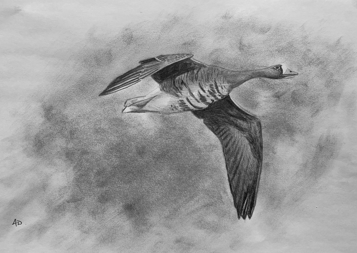 blogbirder.blogspot.com/2025/05/nocmig…

NocMig results from Landsort, Sweden for the latter half of March 2025. A quick summary of results…