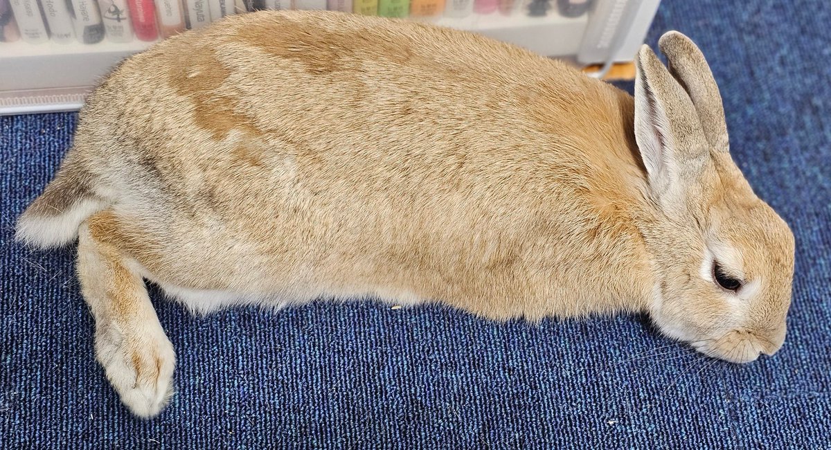 alvintherabbit's tweet photo. 여기도 이븐하게 익혔어요🍞 https://t.co/abAt8l6LlH