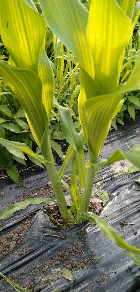 とうもろこしの苗が大きくなりました、もうすぐ追肥の季節です。🌽