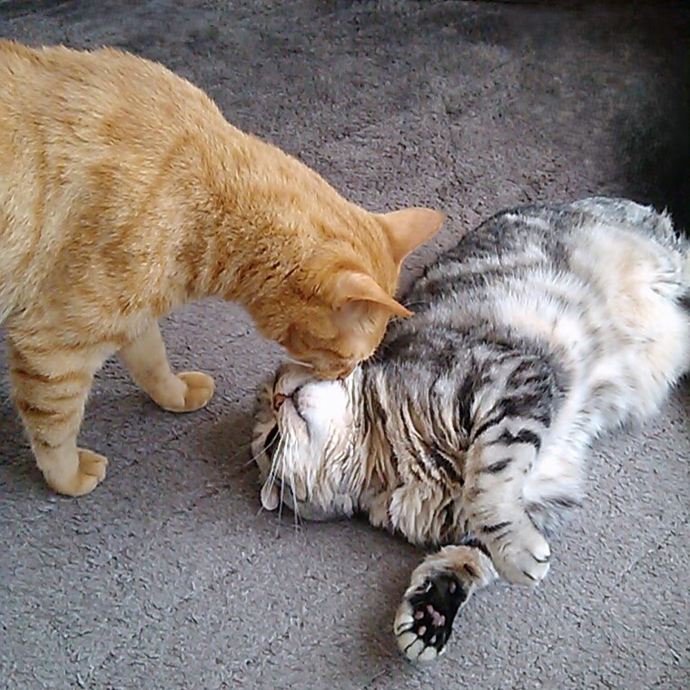 たるととぷりん

#キスの日