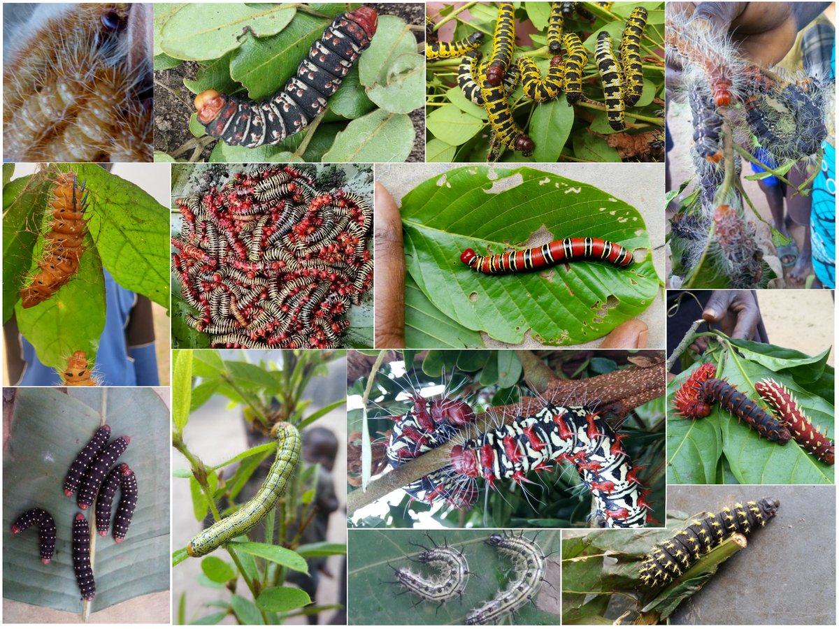 Edible caterpillars 🐛and their host plants 🌿: ethnobotanical insights in Kwilu, Democratic Republic of Congo

The paper is in open access at: 
doi.org/10.1186/s13002…

#Entomophagy
#Conservation 
#Biodiversity 
#InsectsEcology