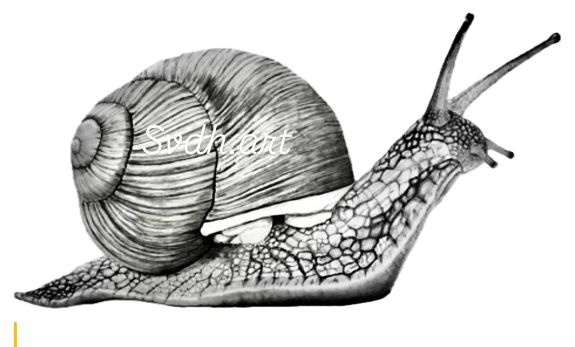 Common garden snail, often overlooked but quite beautiful 😍 🐌 #snail #miniwildlife #pencilart #petportrait #garden #gardening #gardenpests Prints available.