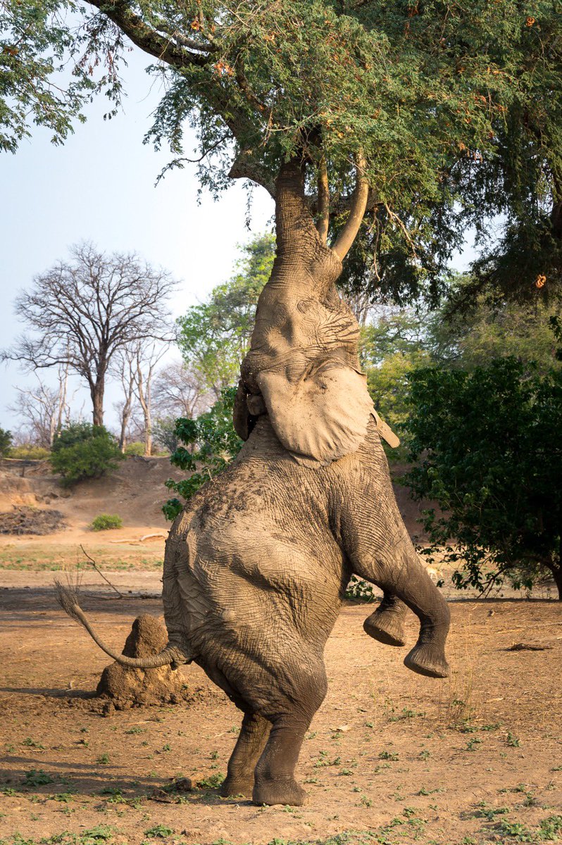 #HappyFriday from Boswell!
Experience the magic of Mana Pools National Park through Boswell, the iconic elephant famous for standing on his hind legs to reach high branches, a rare and mesmerizing sight from one of Africa’s most extraordinary giants!
For more details on Mana