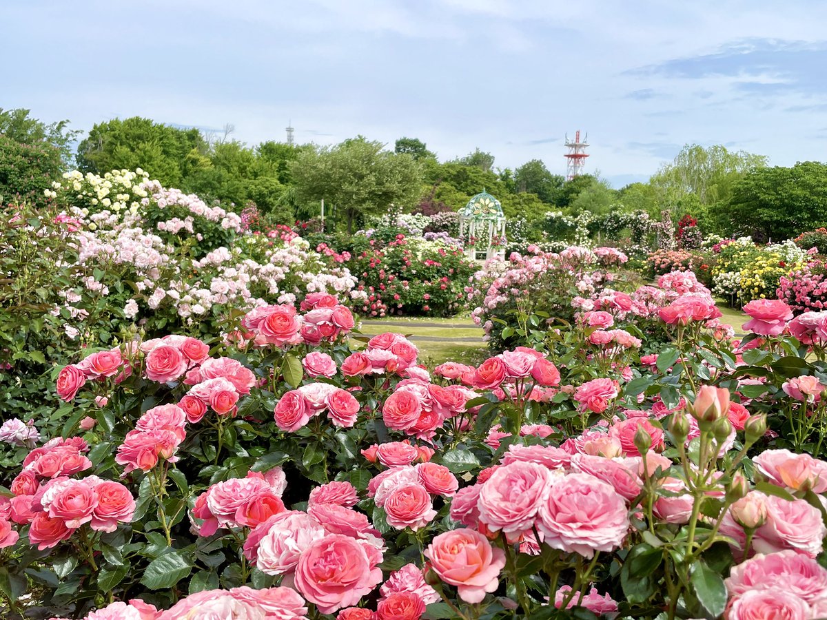 京成バラ園 一年で最もバラが咲き誇る トップオプピーク到来！！ 🌹春