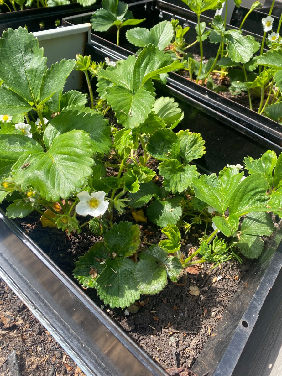 St.Ninians RCPS tweet media