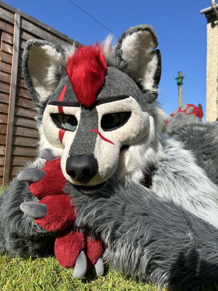 Well it's been a while since I've done this. Welcome to #fursuitfriday and since it's been lovely weather as of late it seems like a good reason to get some pictures in the garden!