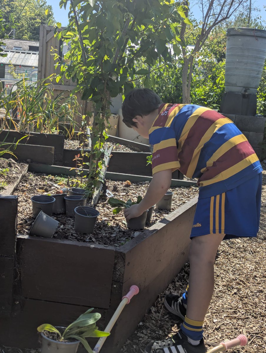 island_mud's tweet photo. Here is what happened last #saturday courtesy of @deedoc 🌻💚 
If you want to join us, we need help this week gardening! Come Saturday 2-5pm #meitheal #urbanlife #community #dublin3 https://t.co/NcBfYZuUoW