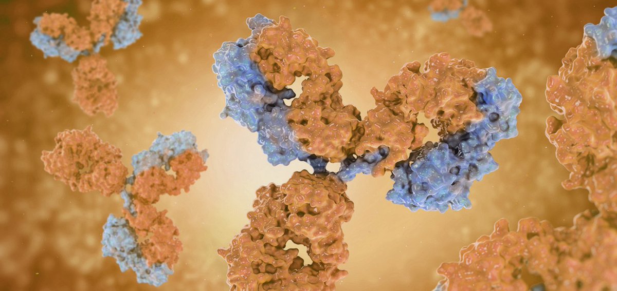 Jakub_Harnos's tweet image. Great news for #Xenopus community! 🐸
Dominik Alfandari got a new grant to make 30+ monoclonal antibodies for Xenopus proteins in 4 years.
Please help choose the most needed targets by filling out this short form:
👉 docs.google.com/forms/d/e/1FAI…
#devbio #antibodies #Xenopus