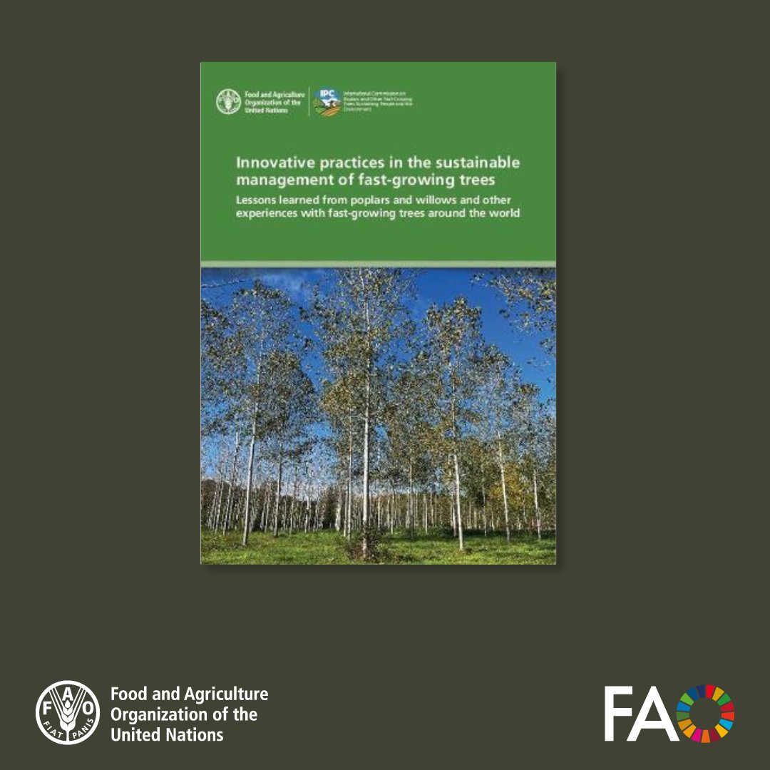 FAO Knowledge (@faoknowledge) on Twitter photo 🌱 Fast-growing trees like poplars and willows can deliver wood, income & ecosystem benefits—when managed sustainably.
A new <a href="/FAO/">Food and Agriculture Organization</a> publication shares innovative practices from around the world to guide smarter, greener forest management.
📘 doi.org/10.4060/cd4104… 🌱 Fast-growing trees like poplars and willows can deliver wood, income & ecosystem benefits—when managed sustainably.
A new <a href="/FAO/">Food and Agriculture Organization</a> publication shares innovative practices from around the world to guide smarter, greener forest management.
📘 doi.org/10.4060/cd4104…